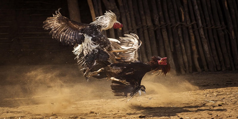 Lý do đá gà Thomo được đông đảo thành viên yêu thích