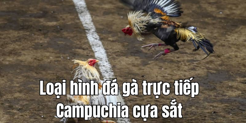 Loại hình đá gà trực tiếp Campuchia cựa sắt