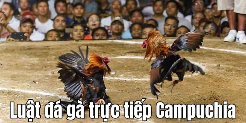 Luật chơi đá gà Campuchia trực tiếp hiện nay