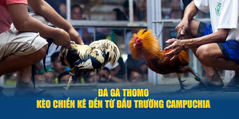 Đá Gà Thomo - Siêu Phẩm Giải Trí Săn Thưởng Tại 33win