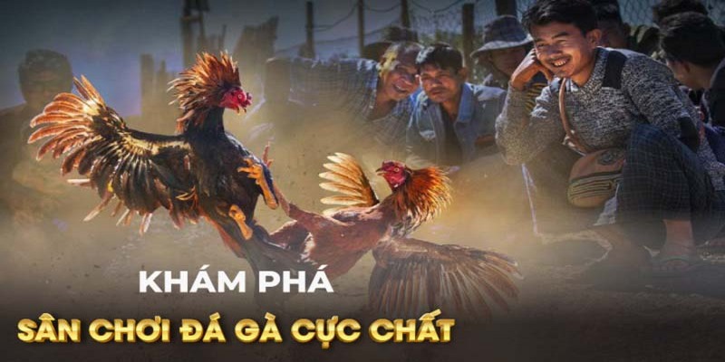 Đá Gà C1 - Giải Đấu Đỉnh Cao Nơi Thu Hút Nhiều Sư Kê